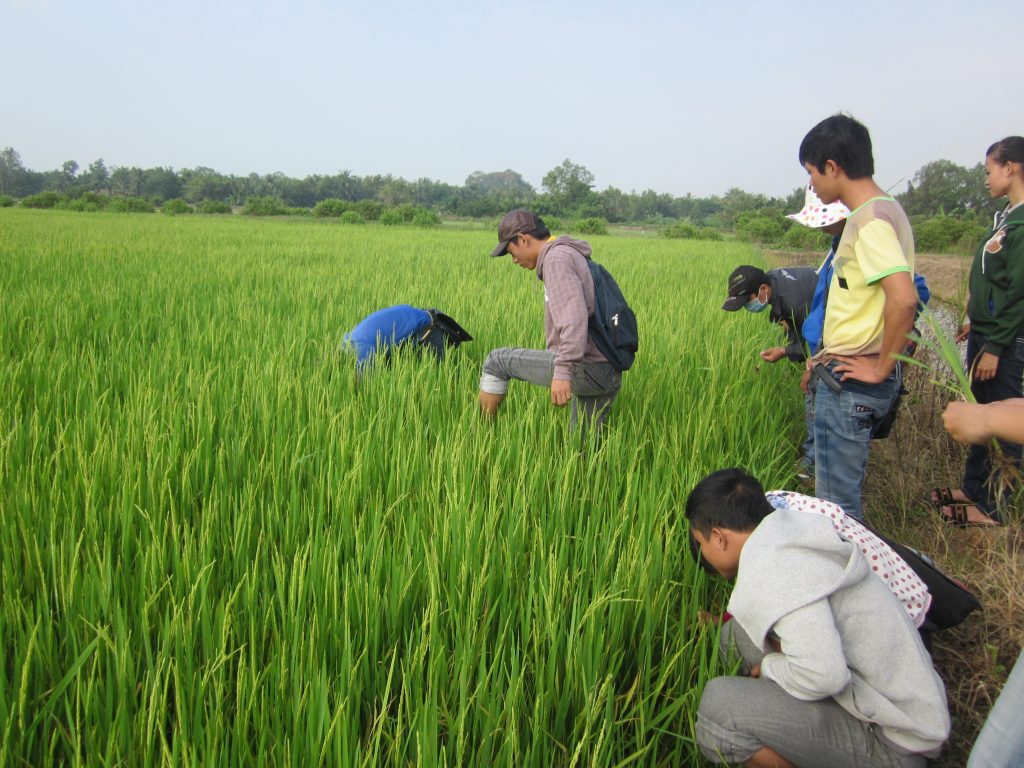SV Nông nghiệp thực tập trên ruộng lúa