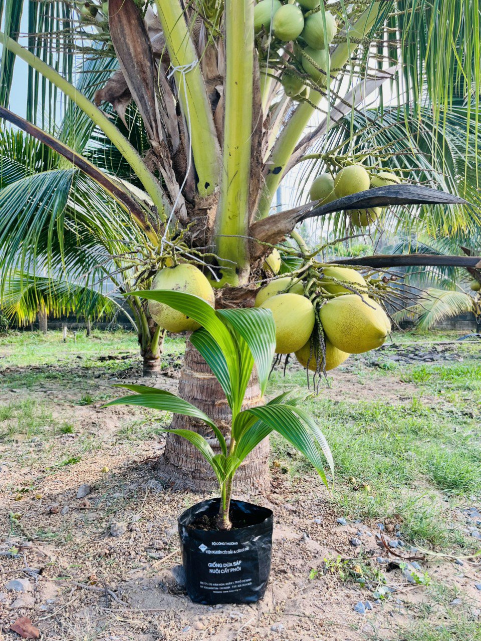 Dừa sáp