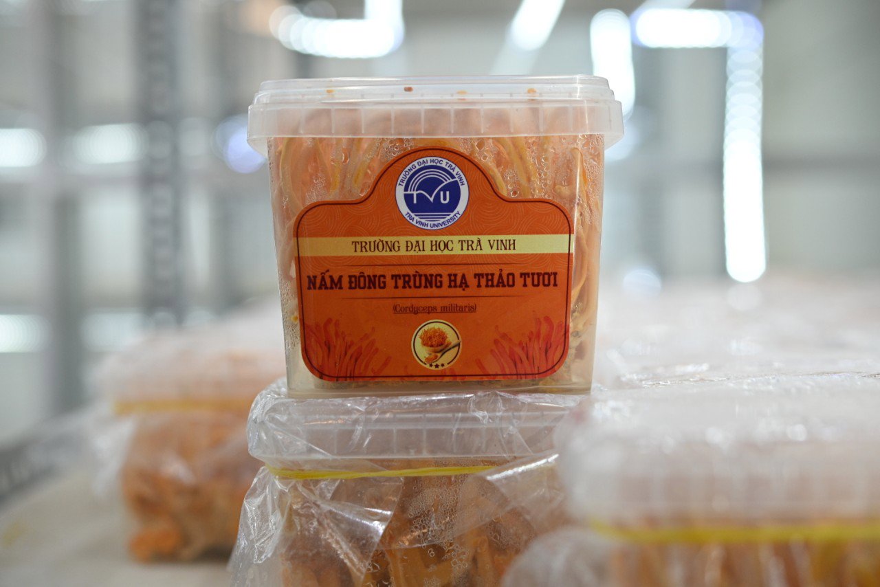 Nấm đông trùng hạ thảo